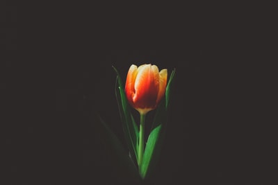 橙色郁金香花的特写照片
